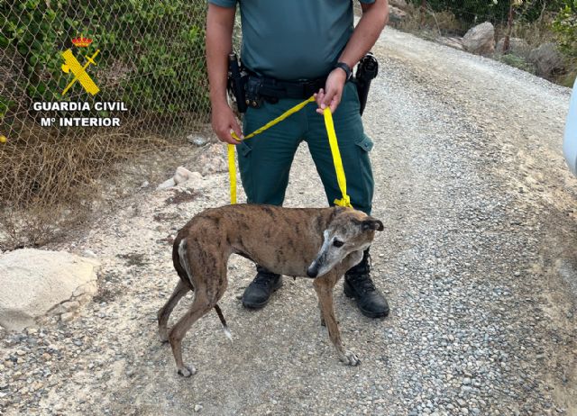 La Guardia Civil investiga a un vecino de Las Torres de Cotillas por el abandono de una perra y sus ocho cachorros